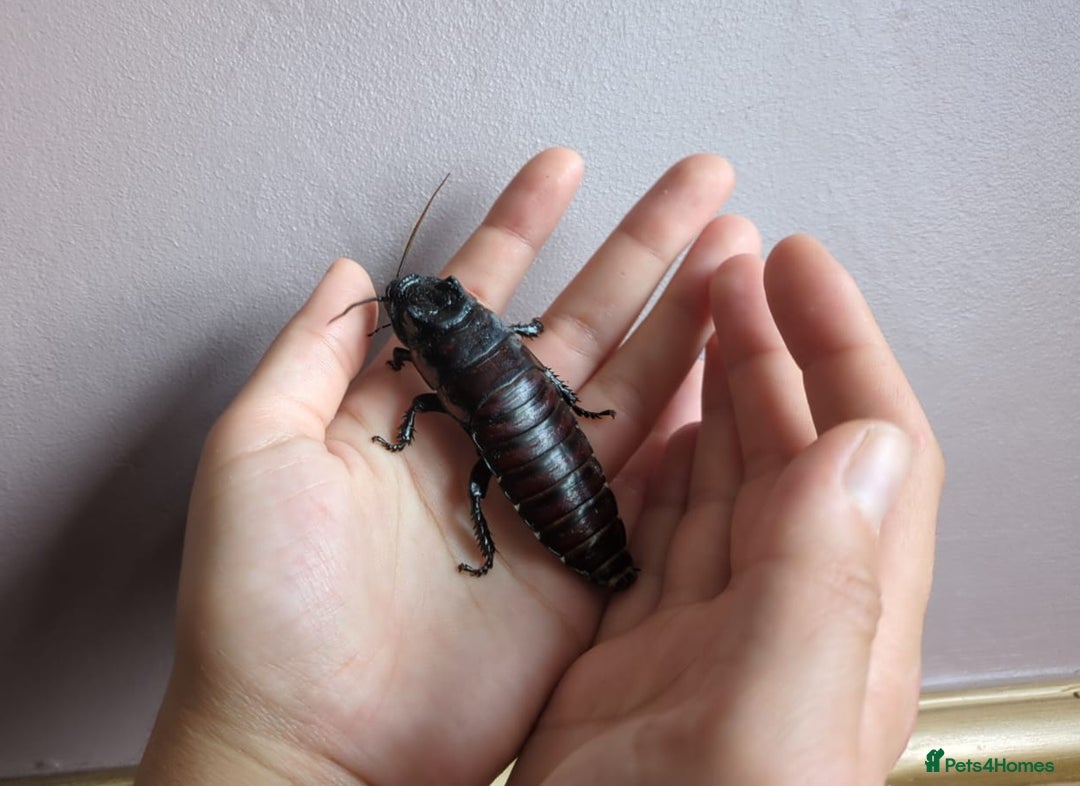 Cockroaches invertebrates for sale: Madagascan Hissing Cockroaches (hissers) - Advert 1