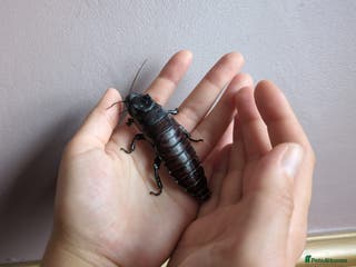 Cockroaches invertebrates Madagascan Hissing Cockroaches (hissers) - Advert 17