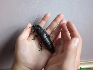 Cockroaches invertebrates Madagascan Hissing Cockroaches (hissers) - Advert 18
