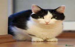 Domestic Shorthair cats for sale: Black and white Kitten come with  ** s  - Image 11