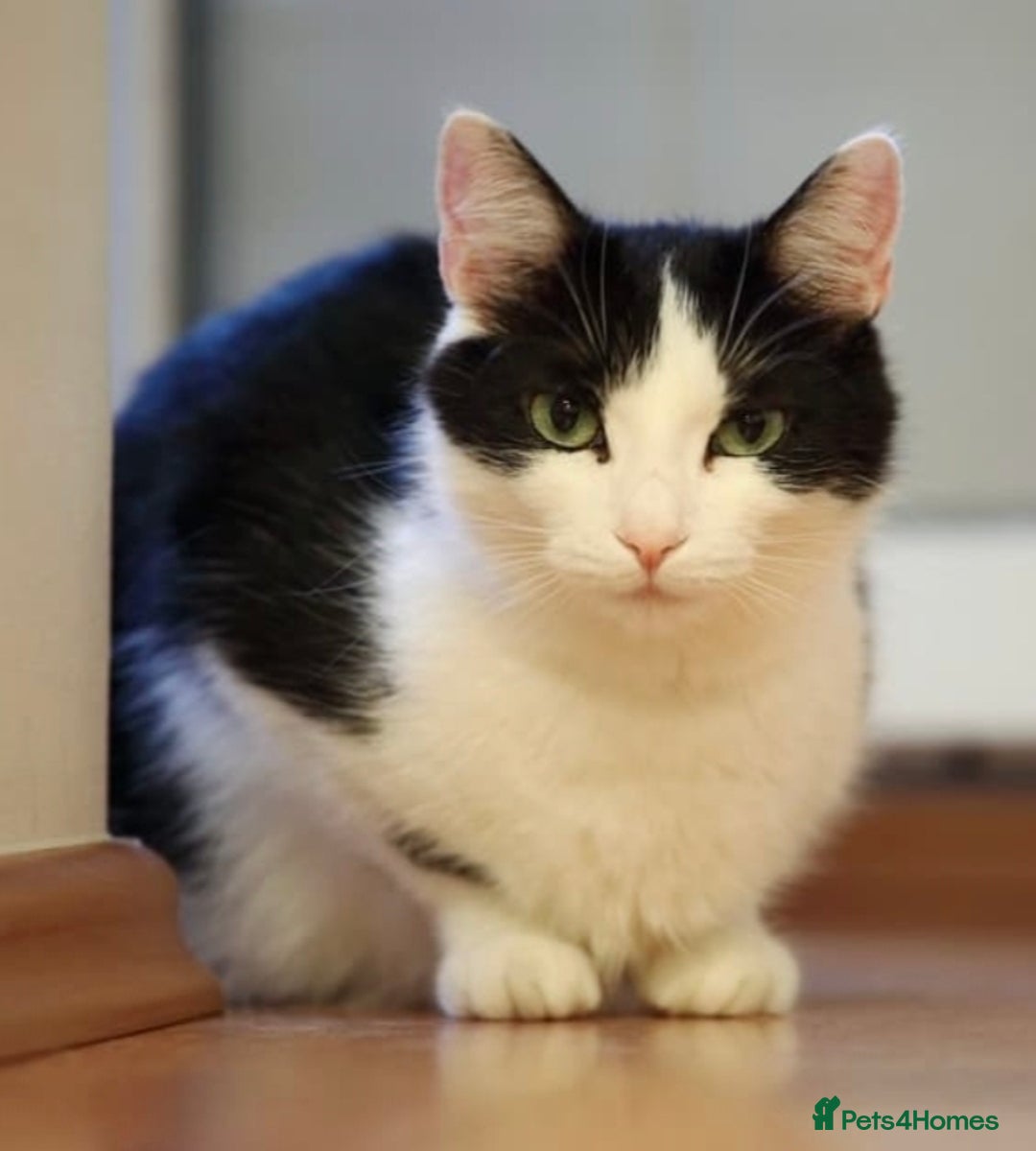 Domestic Shorthair cats for sale: Black and white Kitten come with  ** s  - Image 11