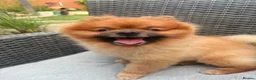 Pomeranian dogs for stud: KC registered Pomeranian Kobi for stud - Advert 4