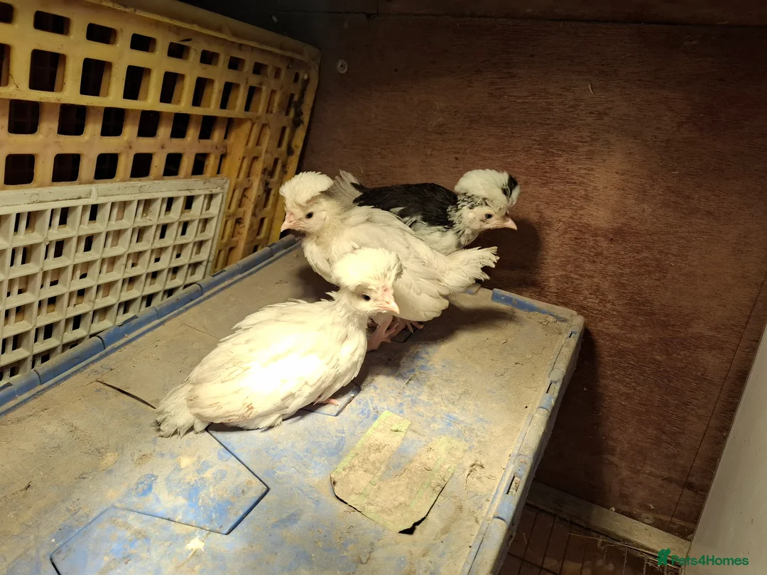Chickens poultry for sale: Mottled Houdans chicks - Advert 5