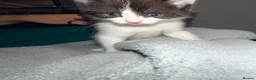 Mixed Breed cats for sale: Short haired female - Advert 10