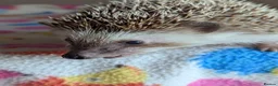 Pygmy Hedgehog rodents for sale: Celine is looking for a 5*Home - Advert 5