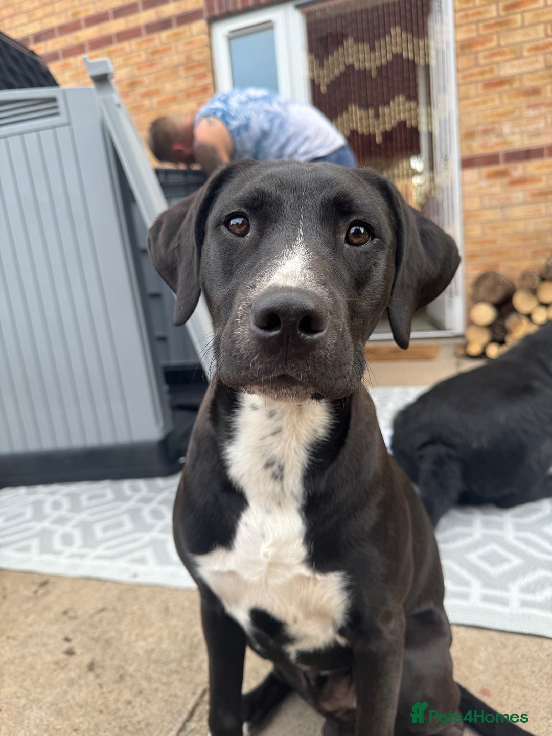 Mixed Breed dogs for sale: Rehoming needed - Advert 1