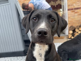 Mixed Breed dogs Rehoming needed - Advert 1