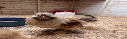 Chickens poultry for sale: Silkie Hatching Eggs - Advert 7