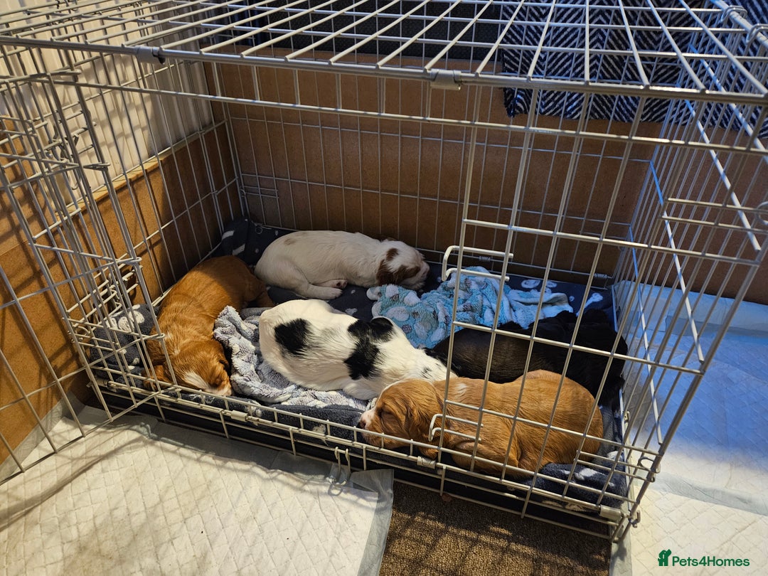 Cocker Spaniel dogs for sale: KC Working Cocker Spaniel Puppies - Advert 1