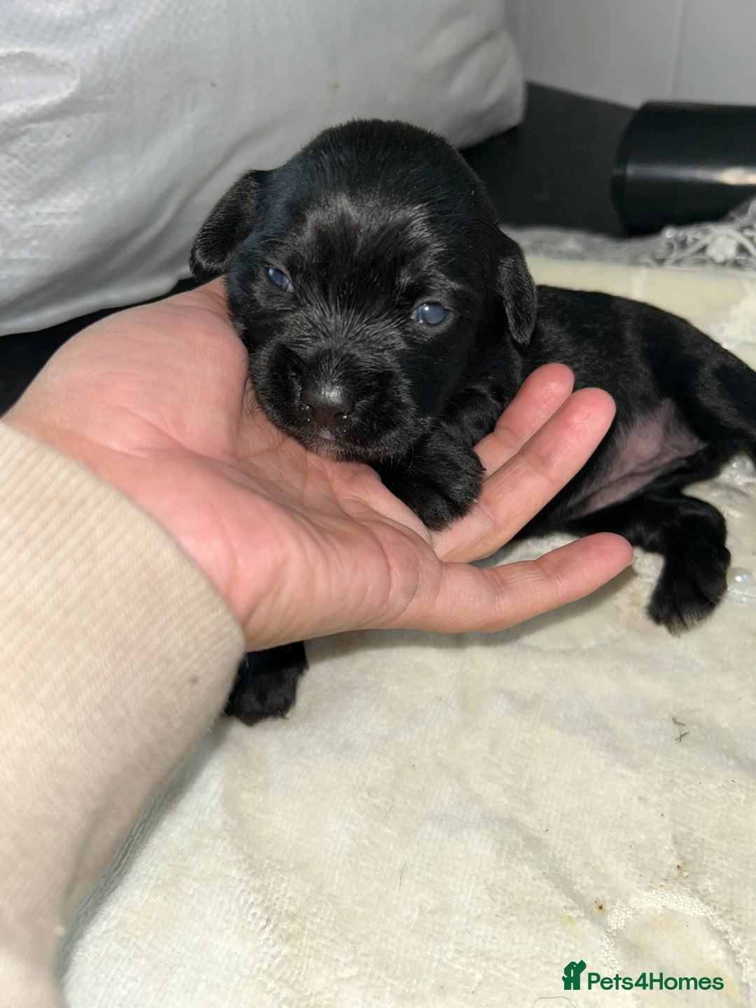Cockapoo dogs for sale: Cockerpoo  - Image 3