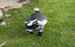 Goats livestock for sale: Pygmy Goats - Image 6