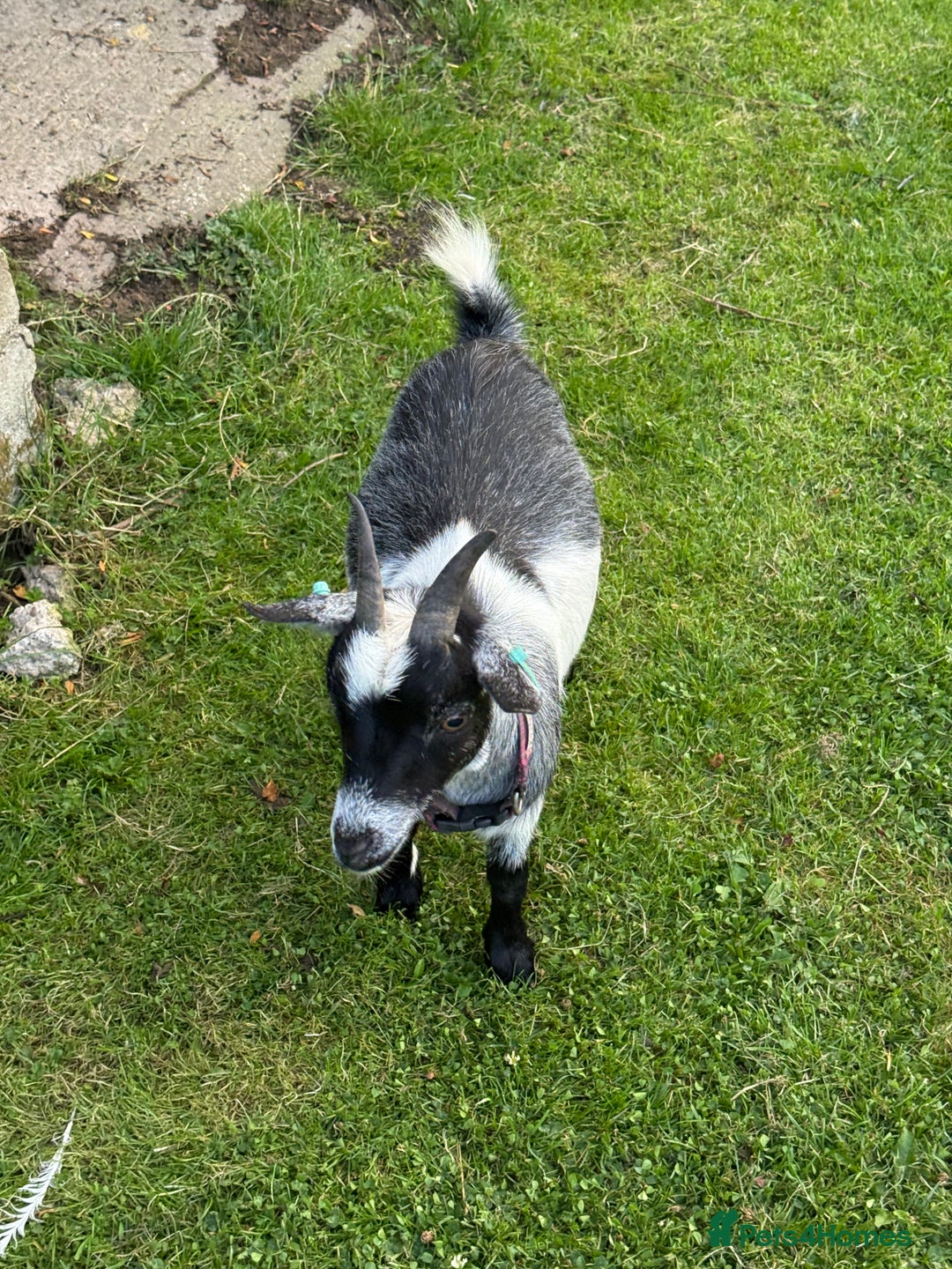 Goats livestock for sale: Pygmy Goats - Image 6