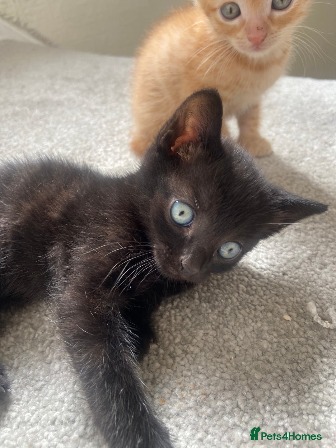 British Shorthair cats for sale: 4 Gorgeous kittens - Image 4