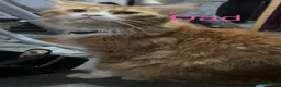 Maine Coon cats for sale: Maincoon/ forest cat  - Advert 7