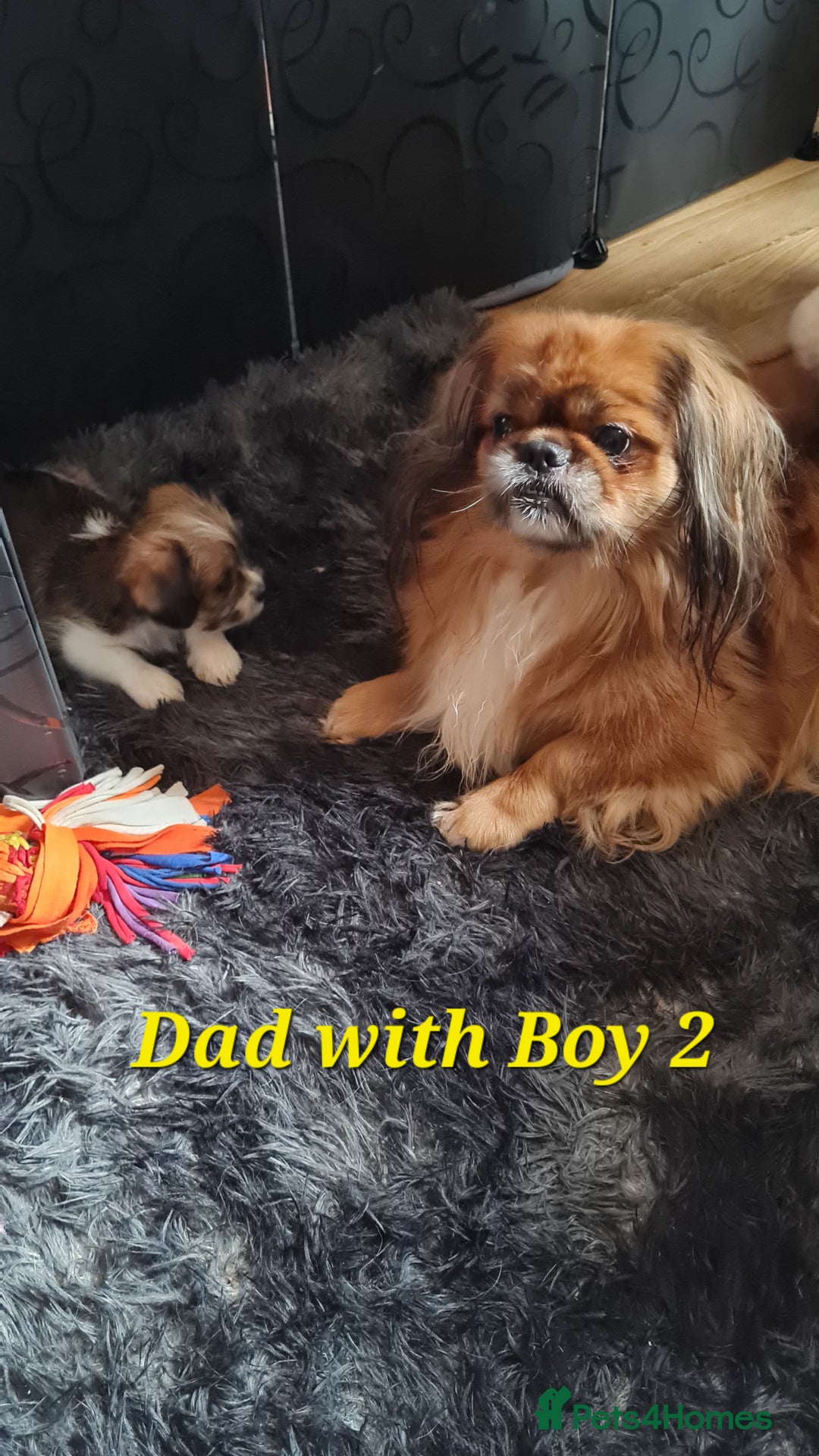 Mixed Breed dogs for sale: Yorkie cross tibetan spaniel  - Image 5