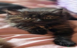 LaPerm cats for sale: 8 Laperm mix kittens, curly & long-haired - Advert 20