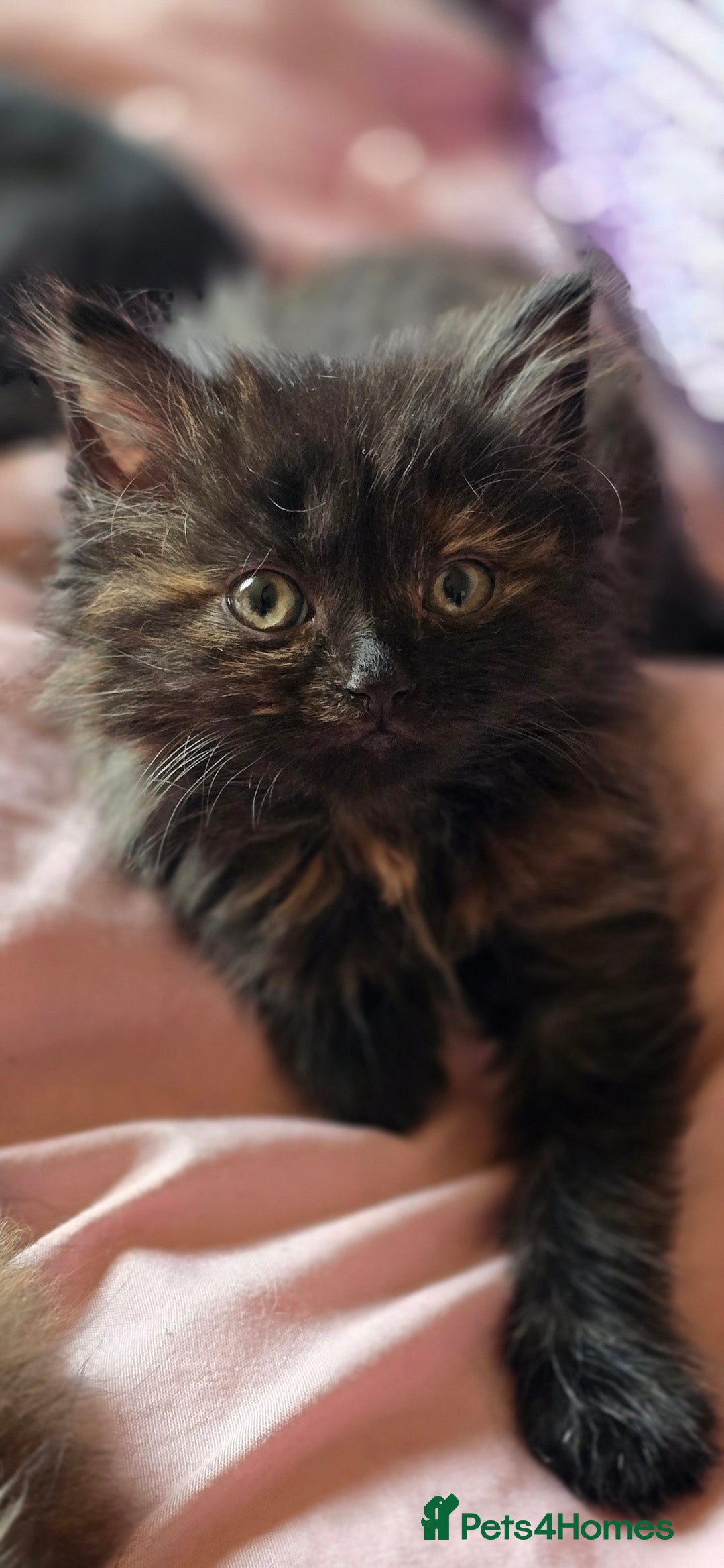 LaPerm cats for sale: 8 Laperm mix kittens, curly & long-haired - Advert 20