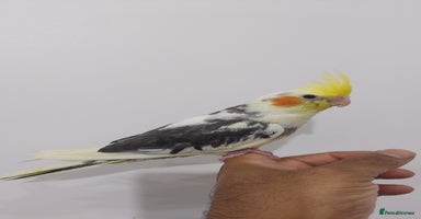 Cockatiels birds - Advert 12