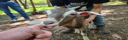 Goats livestock for sale: French alpine crosses in Gosport - Advert 8