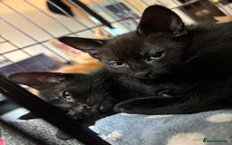 British Shorthair cats for sale: 4 Male kittens Looking for there forever home! - Image 2