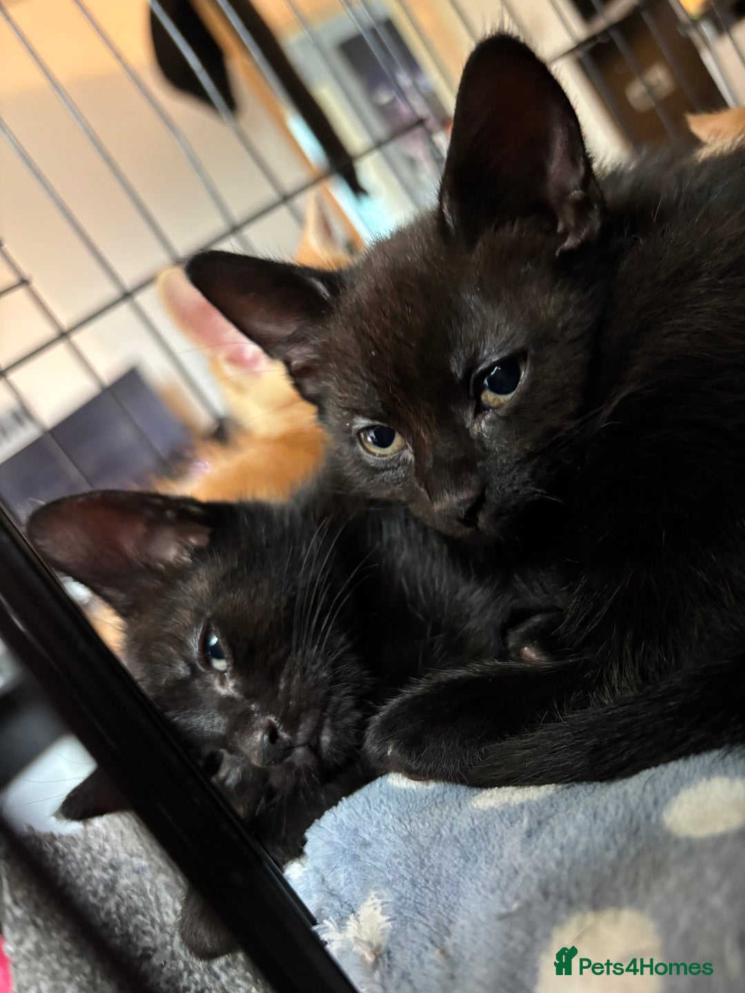 British Shorthair cats for sale: 4 Male kittens Looking for there forever home! - Image 2