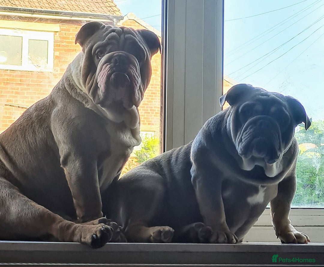 English Bulldog dogs for sale: Dogs for sale - Advert 1