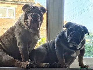 English Bulldog dogs Dogs for sale - Advert 1