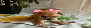 Chihuahua 3