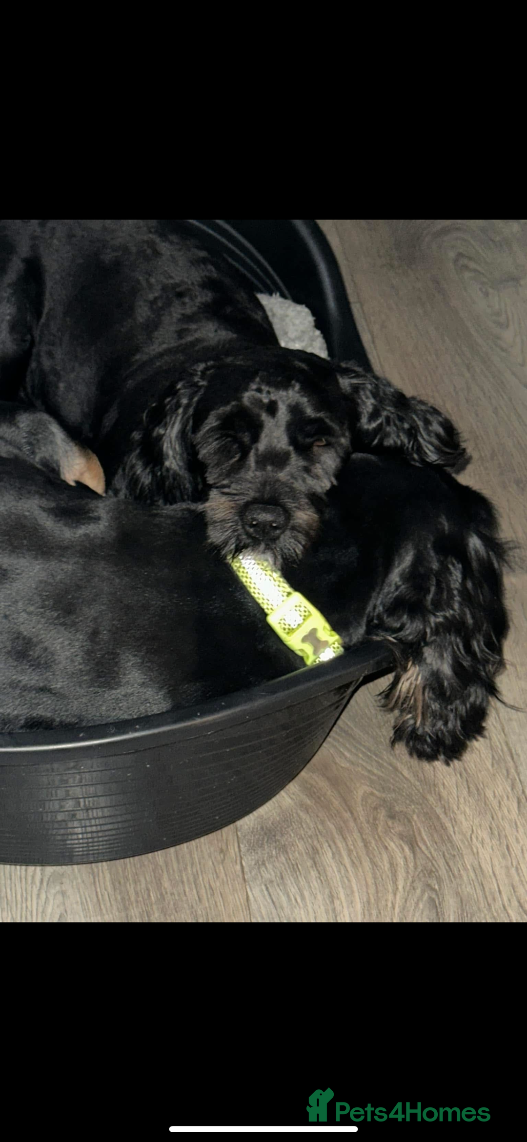 Mixed Breed dogs for sale: Protective and loyal when trust earned - Image 6
