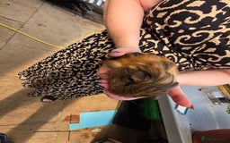 Guinea Pig rodents for sale: 2 beautiful guinea pigs - Image 3