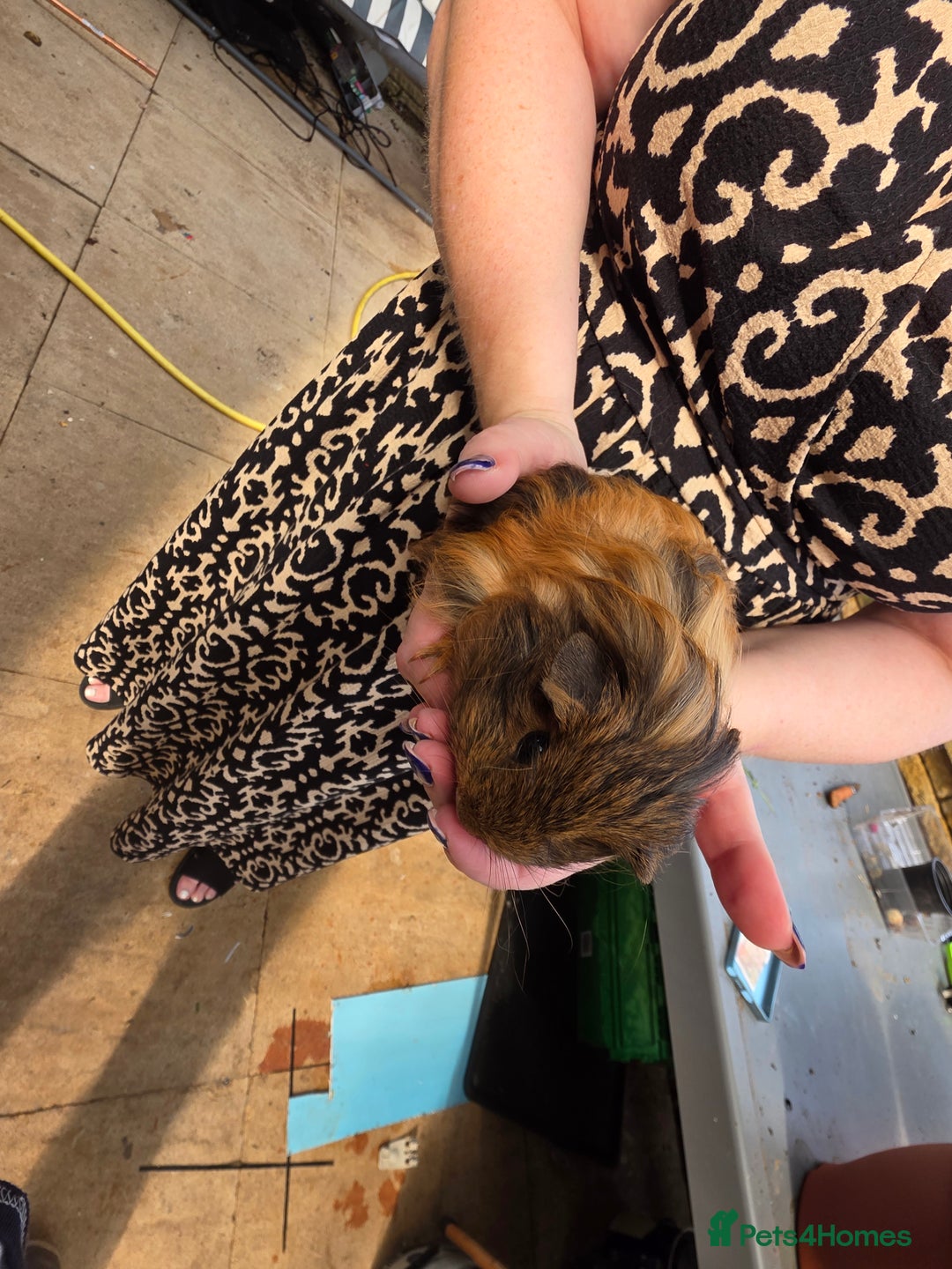 Guinea Pig rodents for sale: 2 beautiful guinea pigs - Image 3