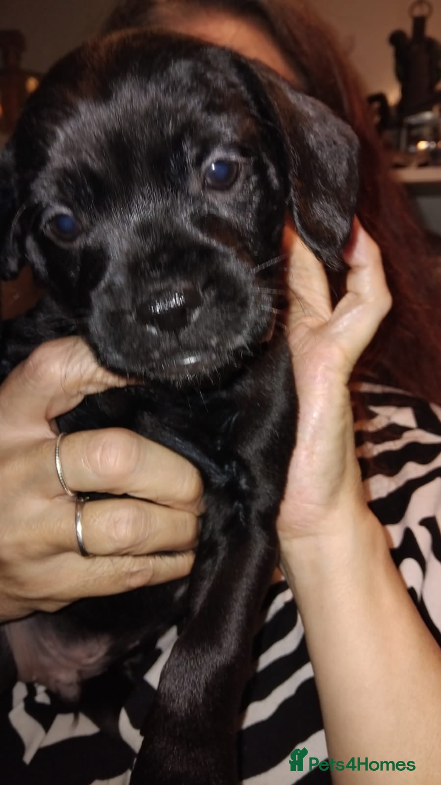 Mixed Breed dogs Miniature Poodle cross french bulldog puppies  - Advert 13