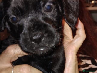 Mixed Breed dogs Miniature Poodle cross french bulldog puppies - Advert 2