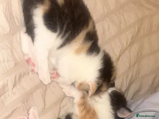 Mixed Breed cats Beautiful kittens- black/white & multi - Advert 14