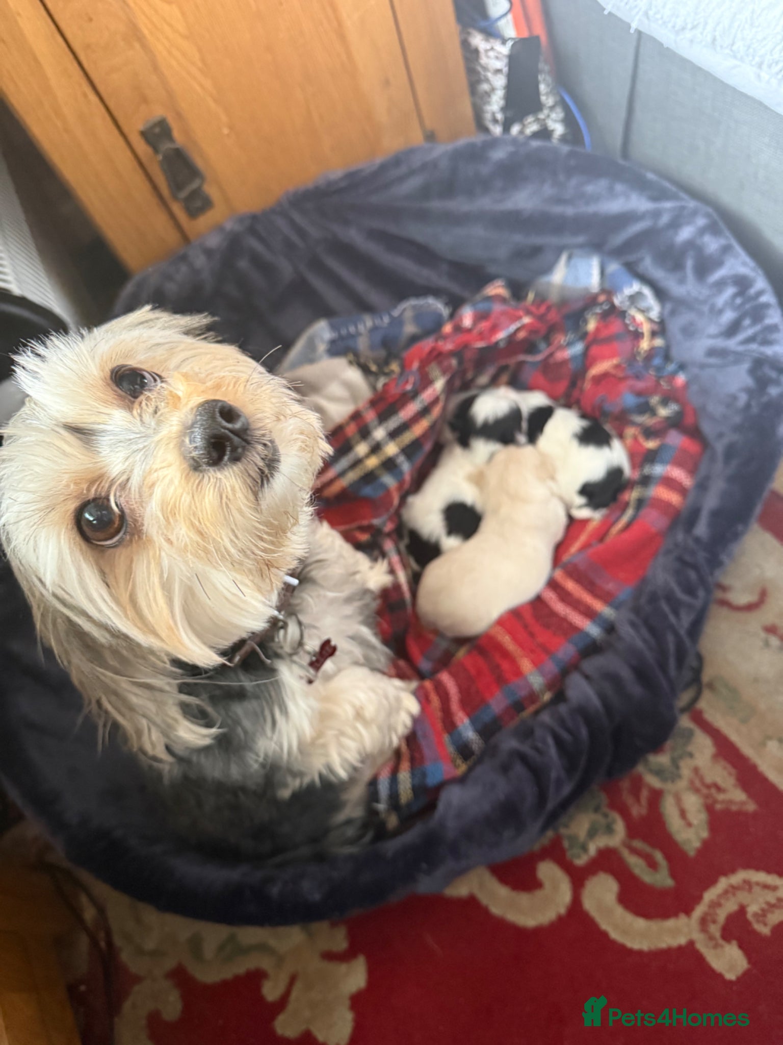 Morkie dogs Mini Morkies - Advert 4
