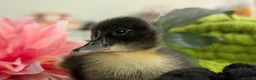 Ducks poultry for sale: Our gorgeous little ducklings have arrived! 🥰🐣 - Advert 15