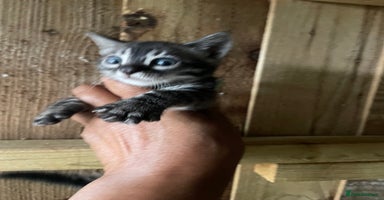 Bengal cats - Advert 15