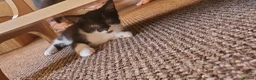 Mixed Breed cats for sale: 5 beautiful tuxedo cats looking for a home ❤  - Advert 2