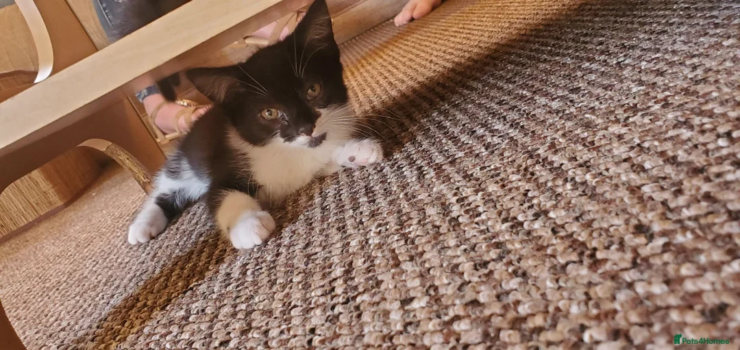Mixed Breed cats for sale: 5 beautiful tuxedo cats looking for a home ❤  - Advert 2