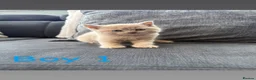 British Shorthair cats for sale: 4 beautiful British shorthair/Scottishfold kittens in Birmingham - Advert 12