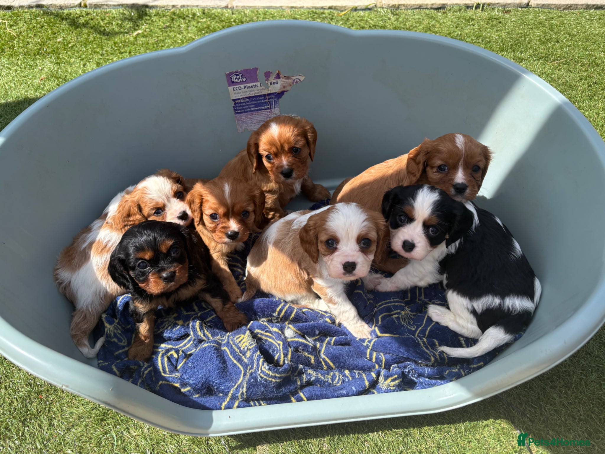 Cavalier King Charles Spaniel dogs Absolutely beautiful King Charles Cavalier puppies - Advert 1