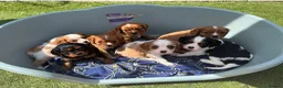 Cavalier King Charles Spaniel dogs for sale: Absolutely beautiful King Charles Cavalier puppies - Advert 8