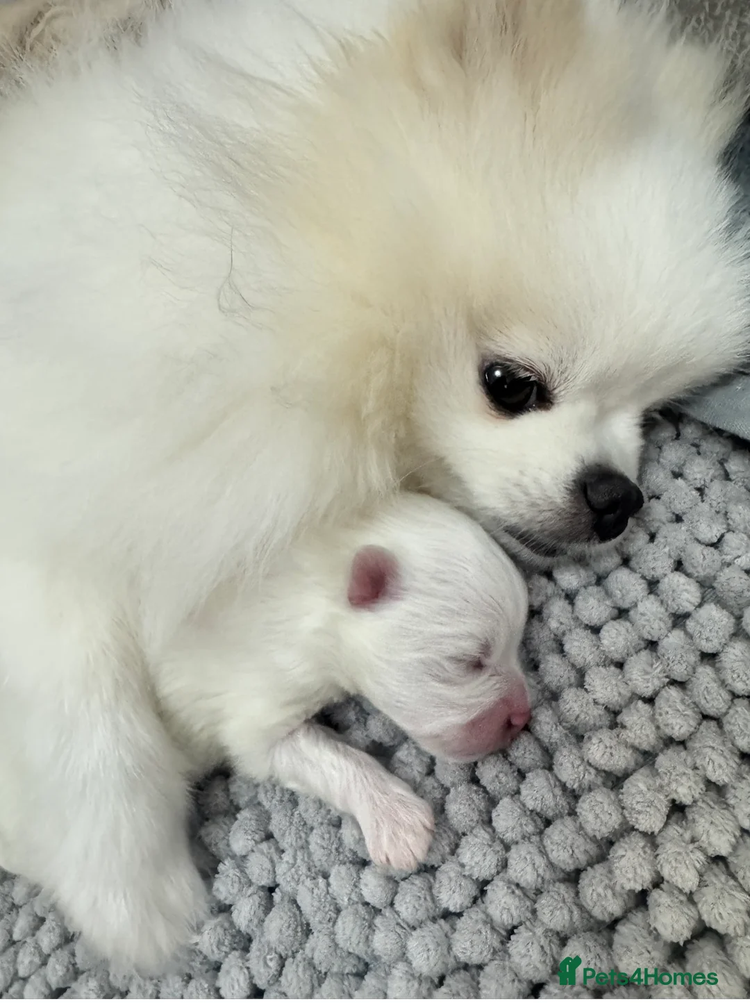 Pomeranian dogs for sale: Stunning KC litter of fluffy white Pom puppy boy - Advert 5