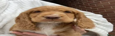 Cocker Spaniel Puppy 1