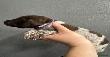 German Shorthaired Pointer dogs - Advert 12