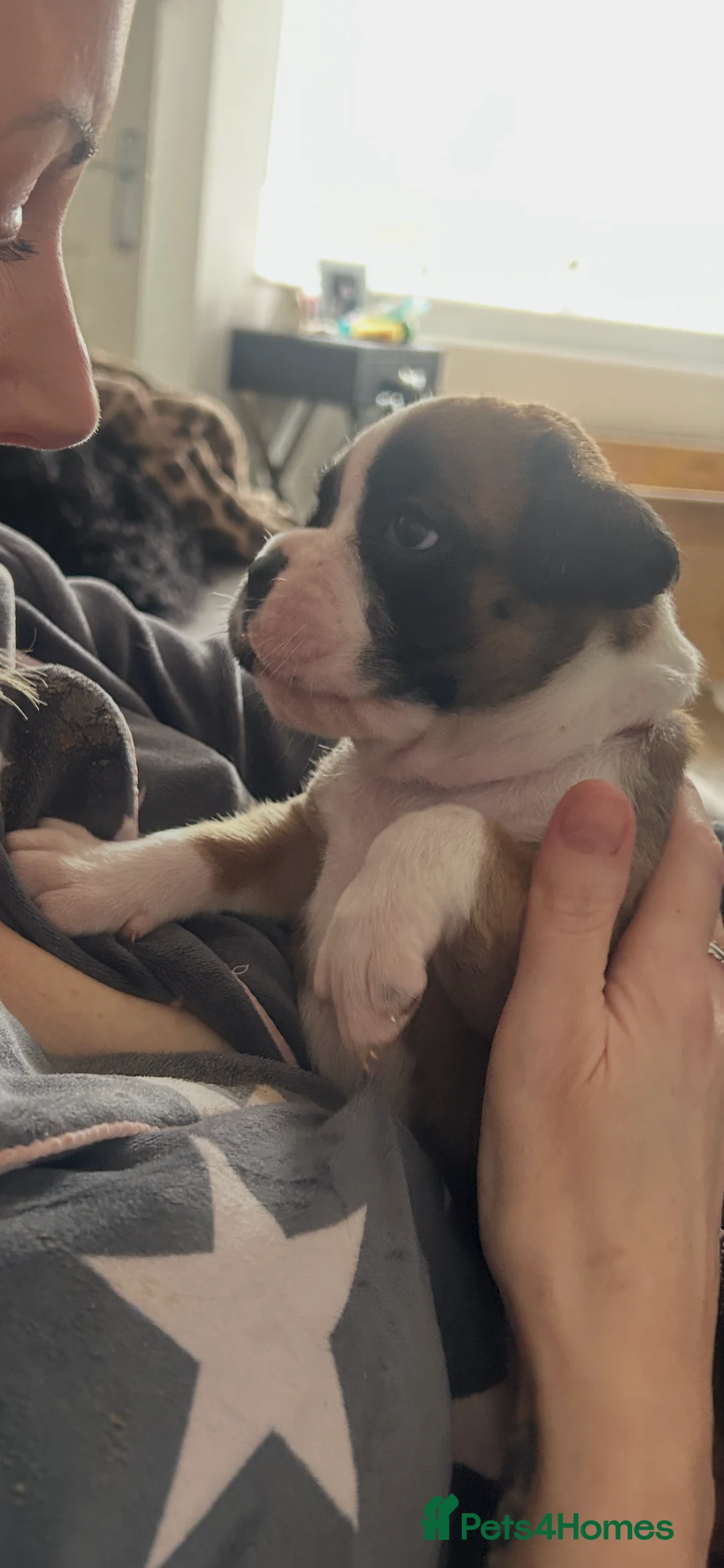 Boxer dogs for sale: Exceptional Litter - World Champion Bloodline  - Advert 18