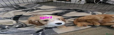 Cockapoo 2 girl
