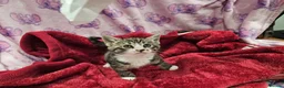 Bengal cats for sale: Bengal kitten's mix - Advert 26