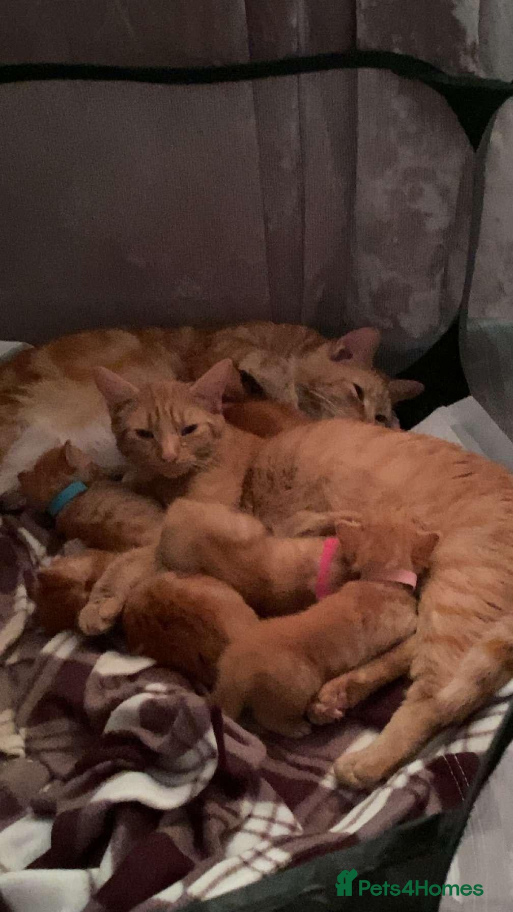 Mixed Breed cats for sale: Mainecoon cross kittens - Advert 6