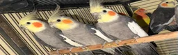 Cockatiels birds for sale: Baby cockatiel birds - Advert 1
